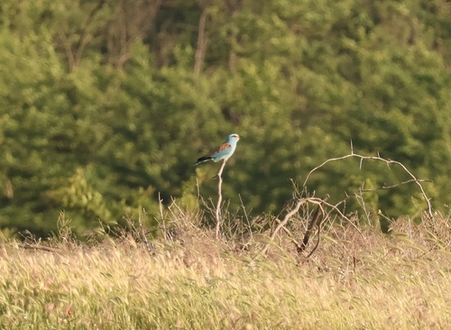 European Roller