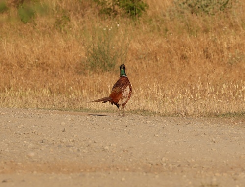 Ring-necked Pheasant