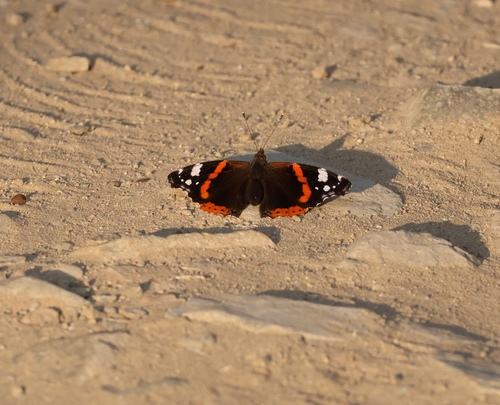 Red Admiral