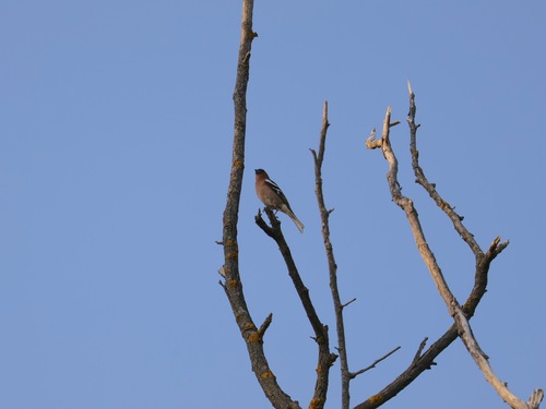 Common Chaffinch