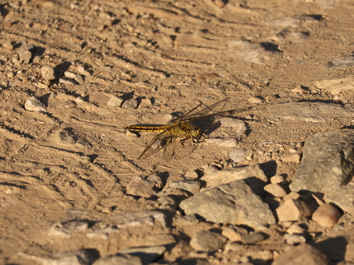 Black-tailed Skimmer