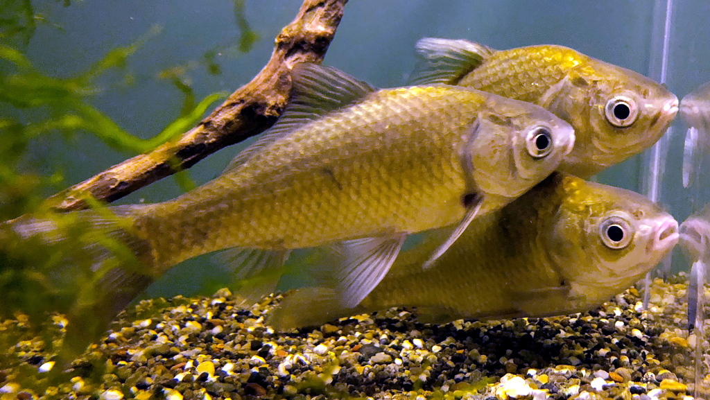 Deepbodied Crucian Carp