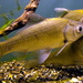 Japanese White Crucian Carp - Photo (c) Totti, some rights reserved (CC BY-SA)