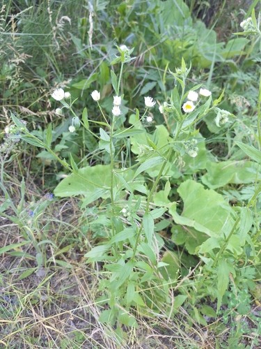 annual fleabane