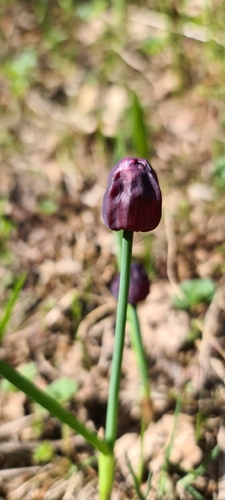 Allium atrosanguineum, photograph 2