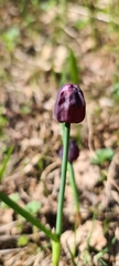 Allium atrosanguineum, photograph (c) b166er, some rights reserved (CC BY)