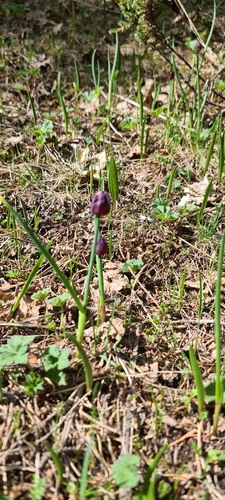 Allium atrosanguineum, photograph 3