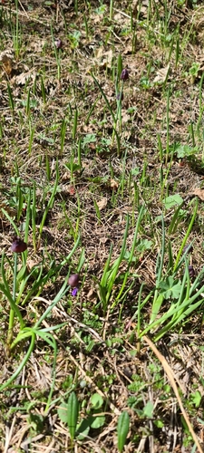 Allium atrosanguineum, photograph 4