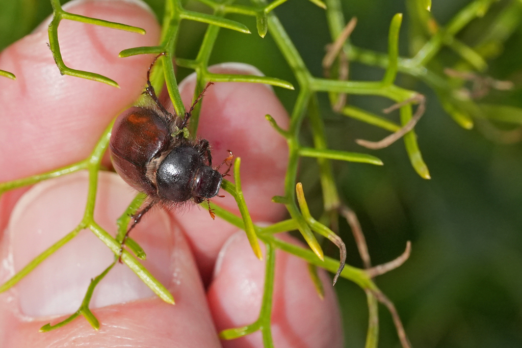 Pachydema menieri