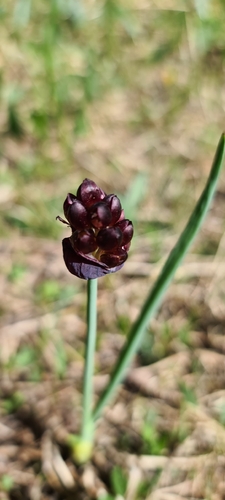 Allium atrosanguineum, photograph 5