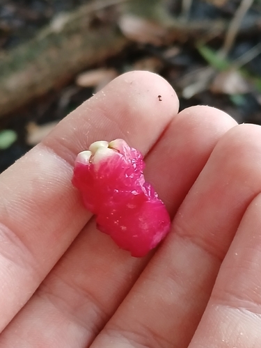 Syzygium aqueum observed 2026-06-01