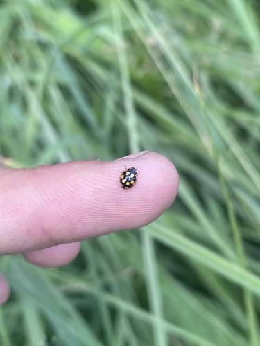 Fourteen-spotted Lady Beetle