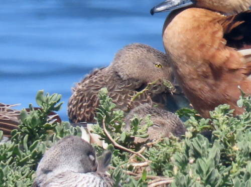iNaturalist image