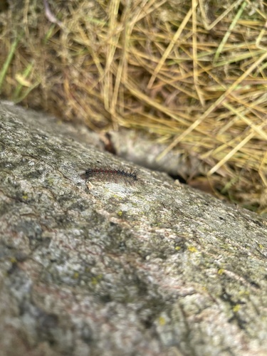 Spongy Moth