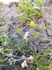 Astragalus rattanii jepsonianus
