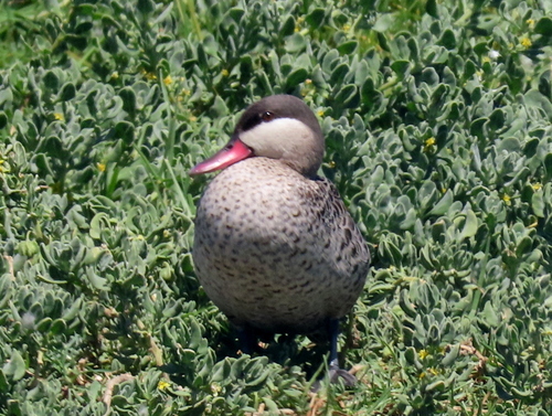 iNaturalist image