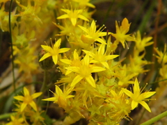 Sedum acre
