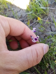 Astragalus rattanii jepsonianus