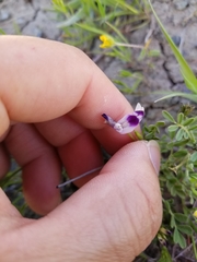 Astragalus rattanii jepsonianus