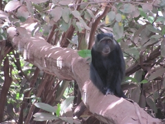 Cercopithecus mitis manyaraensis