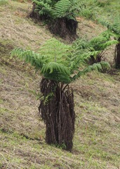 Cyathea weatherbyana
