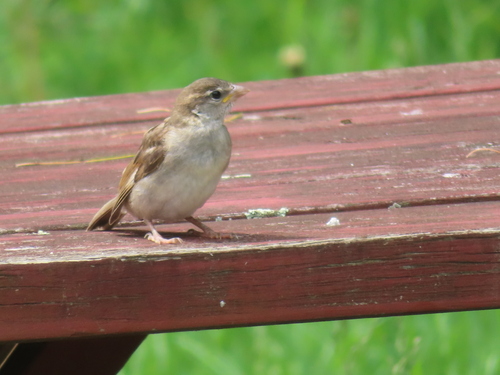 House Sparrow