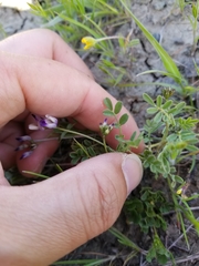 Astragalus rattanii jepsonianus