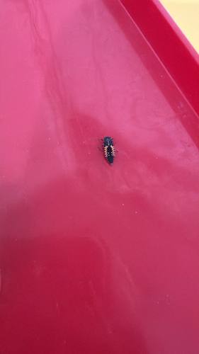 Asian Lady Beetle