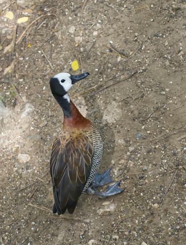 iNaturalist image