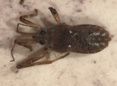 Platyvelia brachialis