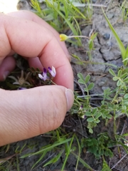 Astragalus rattanii jepsonianus