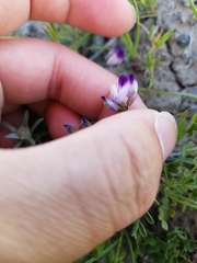 Astragalus rattanii jepsonianus