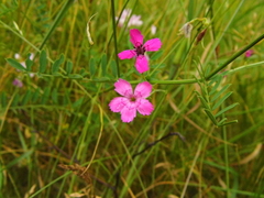 Dianthus deltoides