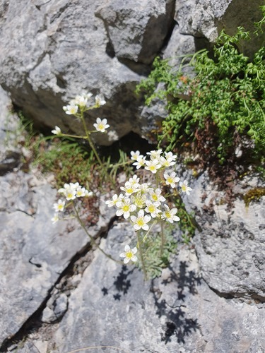 Saxifraga paniculata paniculata