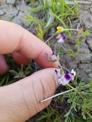 Astragalus rattanii jepsonianus