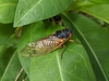 Decim Periodical Cicadas - Photo (c) Alexandria, some rights reserved (CC BY-NC), uploaded by Alexandria