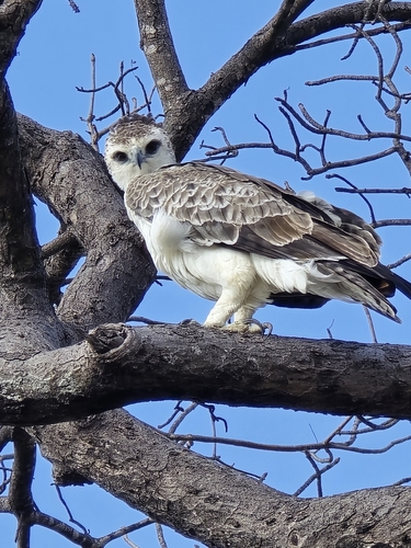 Martial Eagle