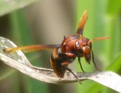 Rhynchium