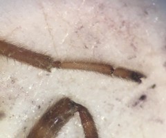 Platyvelia brachialis