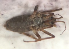 Platyvelia brachialis