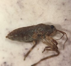 Platyvelia brachialis