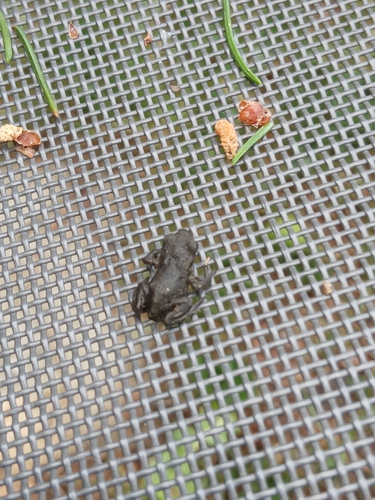 European Toad
