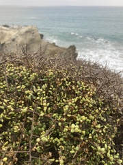 Lycium californicum, photograph (c) Adam J. Searcy, some rights reserved (CC BY)