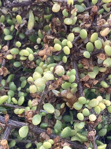 Lycium californicum, photograph 5