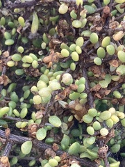 Lycium californicum, photograph (c) Adam J. Searcy, some rights reserved (CC BY)