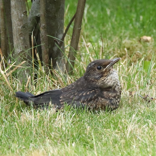 Amsel
