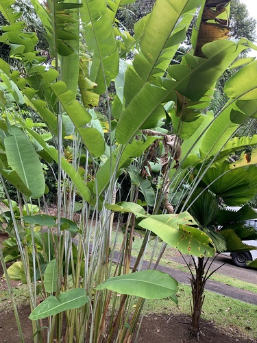 Heliconia platystachys