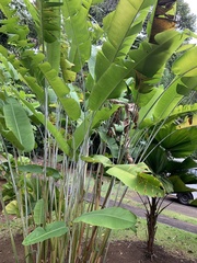 Heliconia platystachys