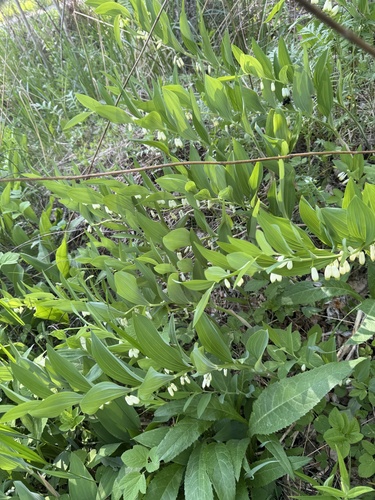 Scented Solomon's-seal