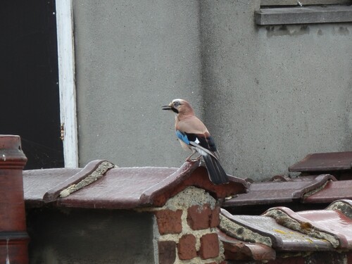 Eurasian Jay